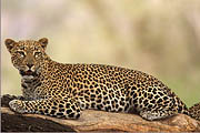 Leopard Samburu Kenya